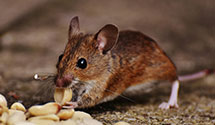 24 Hour & Emergency Exterminators in Indian Springs, NV